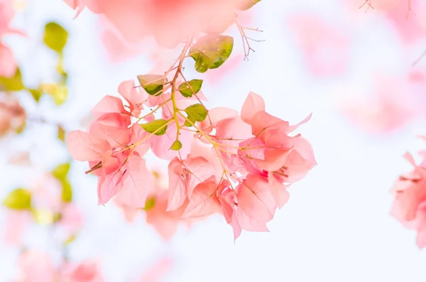 Kwiaty papieru lub bugenwilli — Zdjęcie stockowe