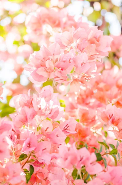 Flores de papel o buganvilla —  Fotos de Stock