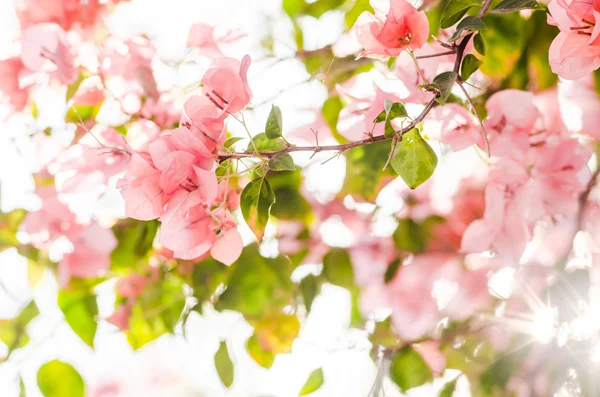 Paper flowers or Bougainvillea — Stock Photo, Image