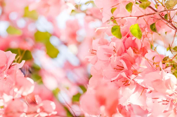 Paper flowers or Bougainvillea — Stock Photo, Image