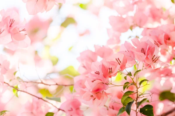 Flores de papel o buganvilla — Foto de Stock