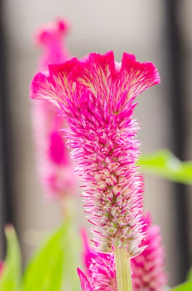 Celosia nebo vlny květiny nebo květina kohoutí hřebínky — Stock fotografie