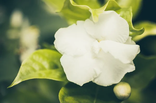 Weiße Blume Jahrgang — Stockfoto