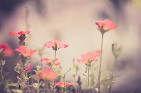 Purslane ou verdolaga ou asclépiade ou petite herbe à poux ou Pus — Photo