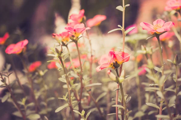 Purslane ou verdolaga ou asclépiade ou petite herbe à poux ou Pus — Photo