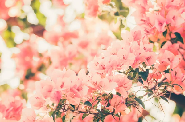 Fleurs en papier ou vintage Bougainvillea — Photo