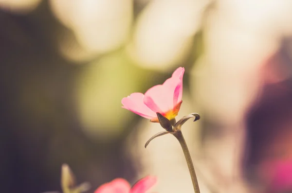 Common Purslane or Verdolaga or Pigweed or Little Hogweed or Pus — Stock Photo, Image