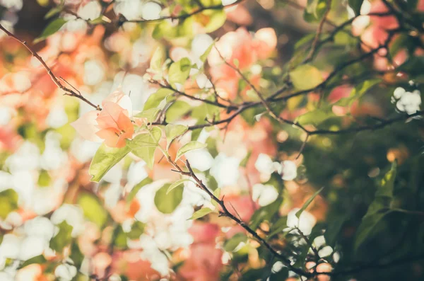 Papper blommor eller bougainvillea vintage — Stockfoto