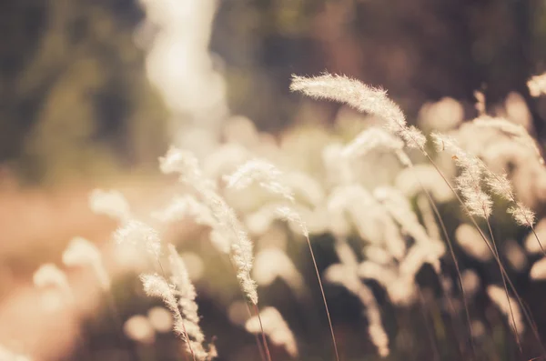 Flower plant vintage — Stock Photo, Image