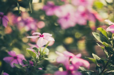 catharanthus çevresi ya da deniz salyangozu vintage