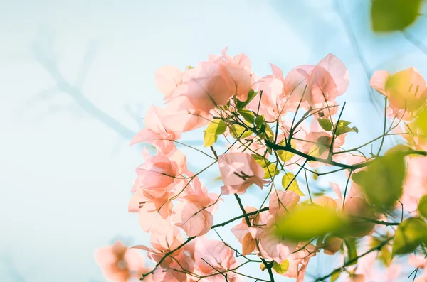 Flores de papel o Bougainvillea vintage —  Fotos de Stock