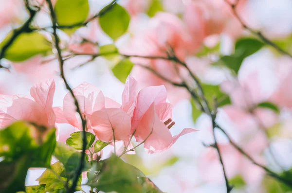 Papierblumen oder Bougainvillea Jahrgang — Stockfoto