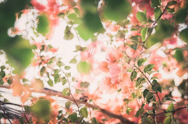 紙の花やブーゲンビリア ヴィンテージ — ストック写真