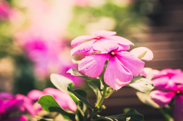 Catharanthus roseus ou Pervenche vintage — Photo