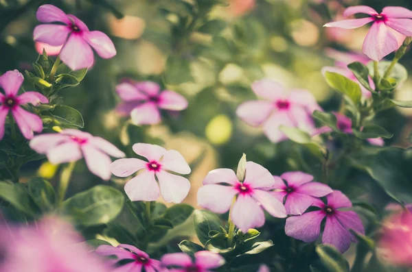 Catharanthus çevresi ya da deniz salyangozu vintage — Stok fotoğraf