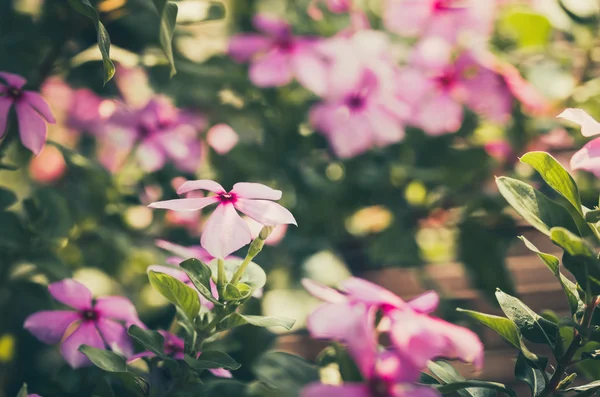 Catharanthus roseus oder periwinkle vintage — Stockfoto