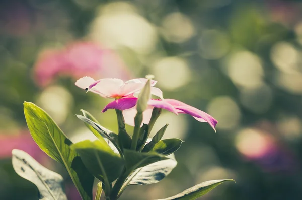 Catharanthus roseus of maagdenpalm vintage — Stockfoto