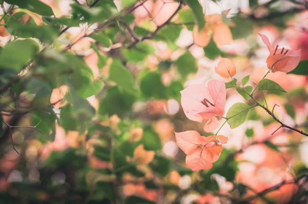 Fleurs en papier ou vintage Bougainvillea — Photo