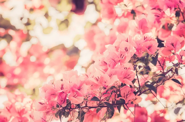 Fiori di carta o Bougainvillea vintage — Foto Stock