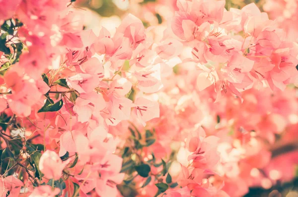 Papierblumen oder Bougainvillea Jahrgang — Stockfoto