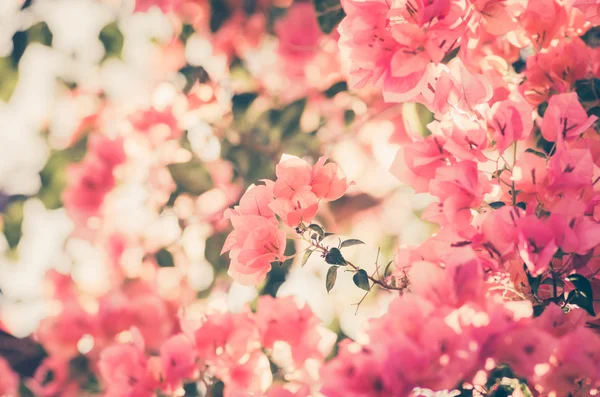 Papierblumen oder Bougainvillea Jahrgang — Stockfoto