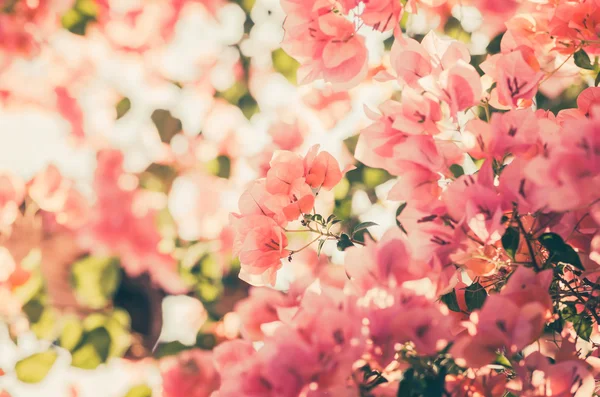 Paper flowers or Bougainvillea vintage — Stock Photo, Image