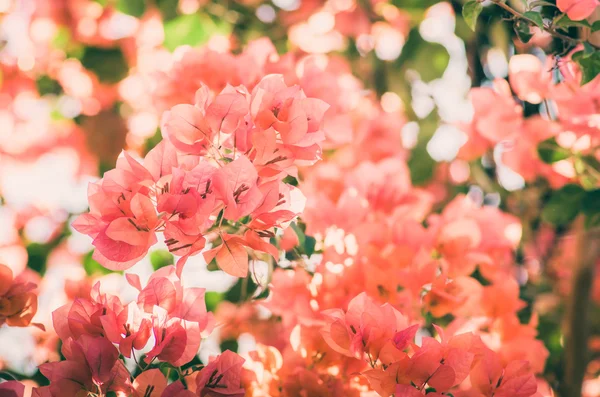 Бумажные цветы или винтажные Бугенвиллеи — стоковое фото