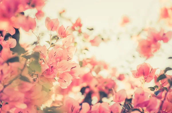 Papierblumen oder Bougainvillea Jahrgang — Stockfoto