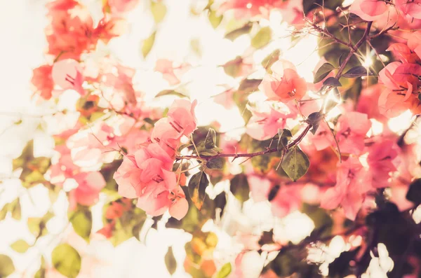 Paper flowers or Bougainvillea vintage — Stock Photo, Image