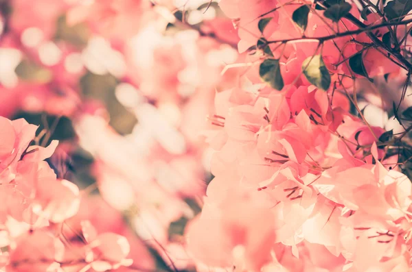 Fiori di carta o Bougainvillea vintage — Foto Stock