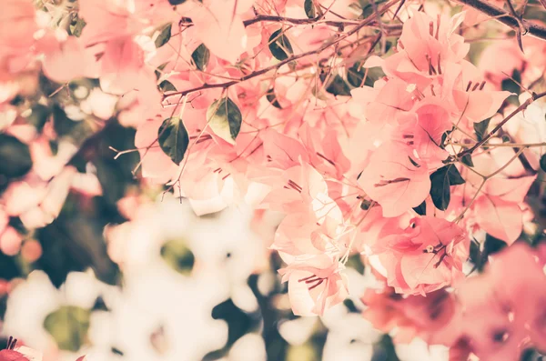 Paper flowers or Bougainvillea vintage — Stock Photo, Image