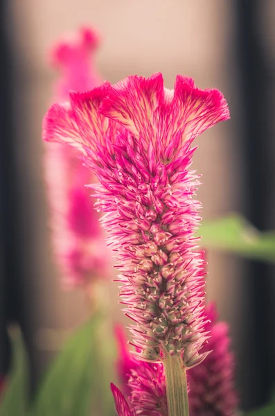 Celosia eller ull blommor eller cockscomb blomma vintage — Stockfoto