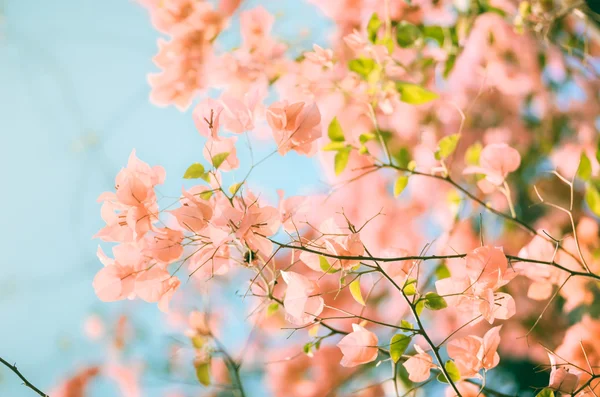 紙の花やブーゲンビリア ヴィンテージ — ストック写真