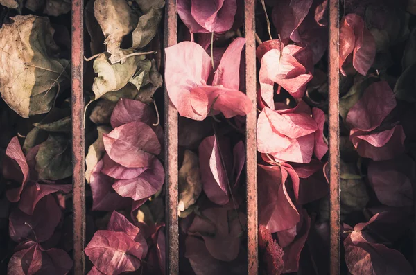 Paper flowers or Bougainvillea vintage — Stock Photo, Image