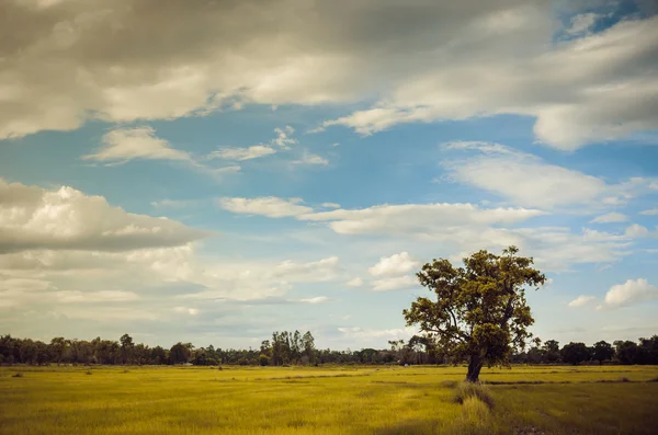 ツリー草のフィールドと空のヴィンテージ — ストック写真