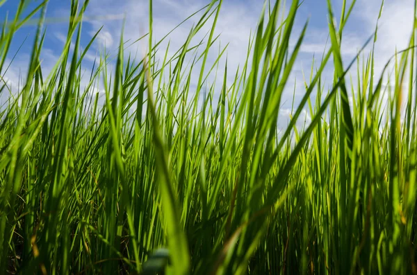 Green grass background — Stock Photo, Image