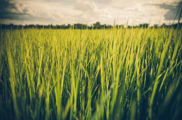 Grünes Gras Hintergrund Jahrgang — Stockfoto