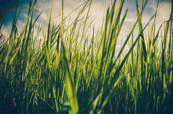 Green grass background vintage — Stock Photo, Image