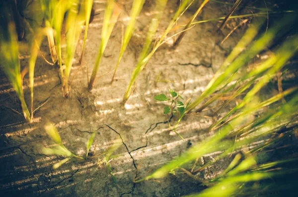 緑の草背景ヴィンテージ — ストック写真