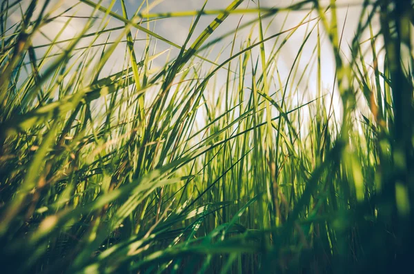 Zielona trawa tło — Zdjęcie stockowe