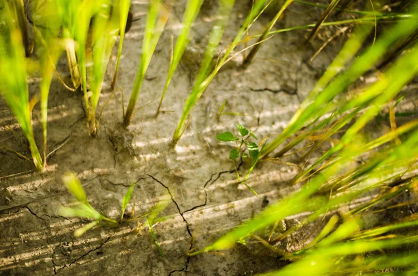 Fondo de hierba verde —  Fotos de Stock