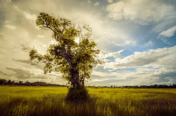 ツリー草のフィールドと空のヴィンテージ — ストック写真