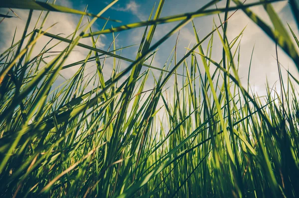 Groen gras achtergrond vintage — Stockfoto