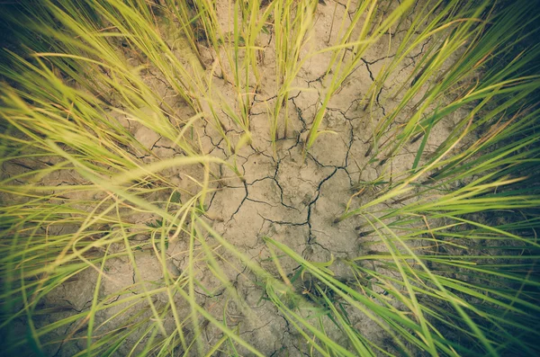 緑の草背景ヴィンテージ — ストック写真