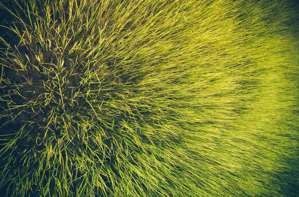 Ročník pozadí zelené trávy — Stock fotografie