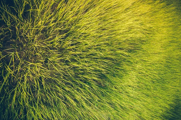 Verde hierba fondo vintage — Foto de Stock