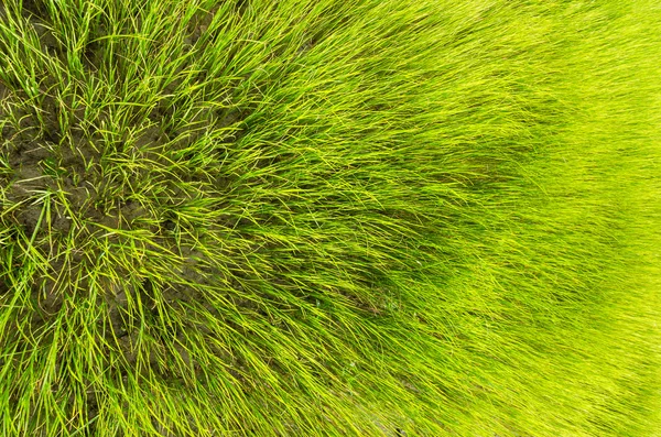 Green grass background — Stock Photo, Image