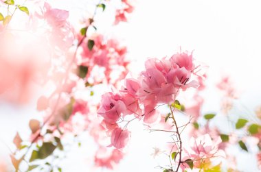 Kağıt çiçekler ya da Begonvil