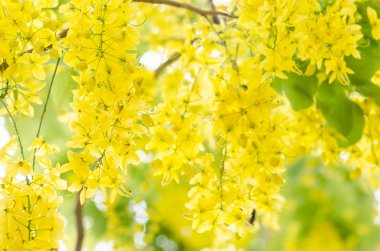 fiore d'oro doccia o cassia fistola