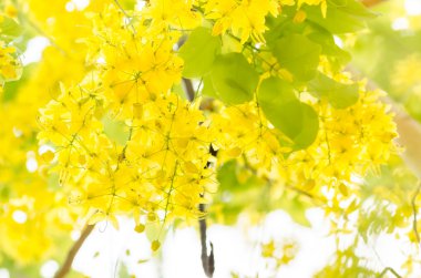 fiore d'oro doccia o cassia fistola